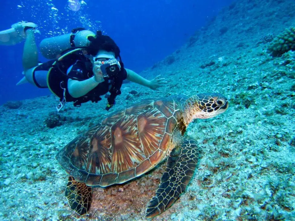 Key West Florida Reef Half-Day Snorkeling Excursion