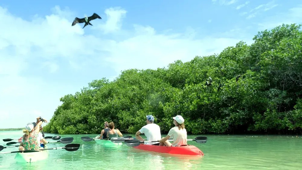 Key West Mangrove Kayak Eco Tour